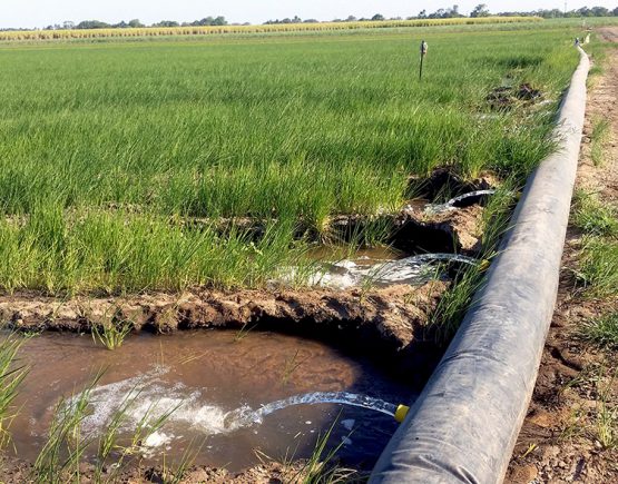 North Queensland rice farm